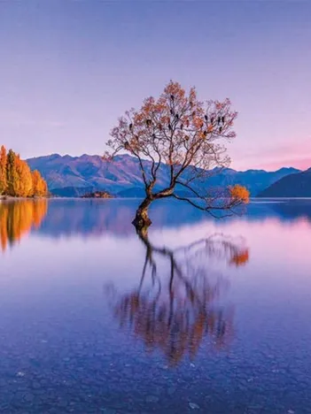Produit Lake Wanaka Tree Image