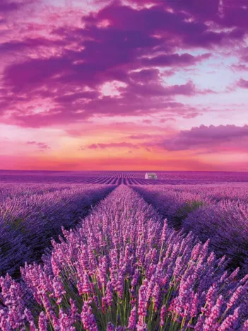 Produit Champ de Lavande Image