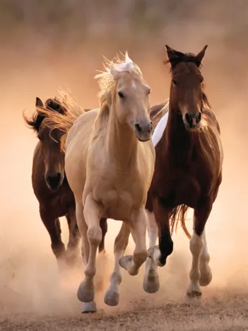 Produit Chevaux au Galop I Image