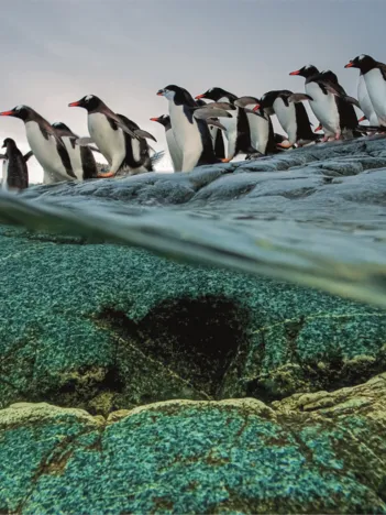 Produit National Geographic - Pingouins Image