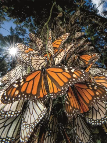 Produit National Geographic - Papillons Image