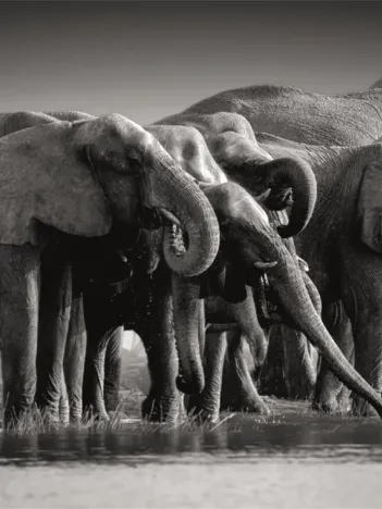 Produit Troupeau De Géants Image