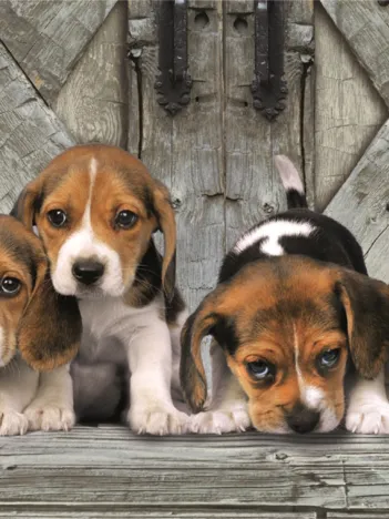 Produit Les Beagles Image