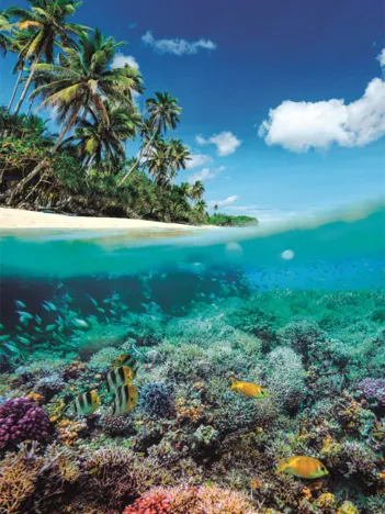 Produit Paradis D'Été Image