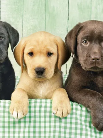 Produit Trois Laboratoires Image