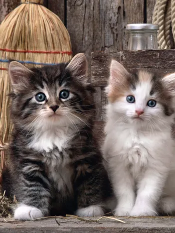 Produit Adorables Chatons Image