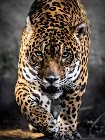 Produit Promenade Du Jaguar Image