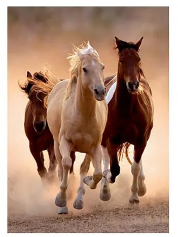 Produit Chevaux au Galop I Image