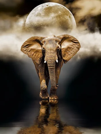 Produit Eléphant Image