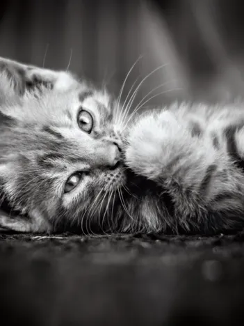 Produit Chaton Image