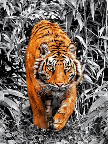 Produit Platinium Collection - Tigre Image