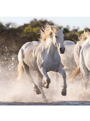 Produit Chevaux Image
