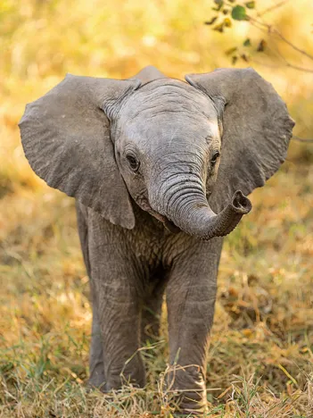 Produit WWF - Eléphanteau Image