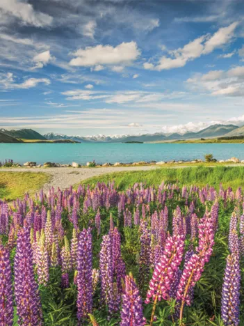 Produit Lupin Au Lac Tekapo Image