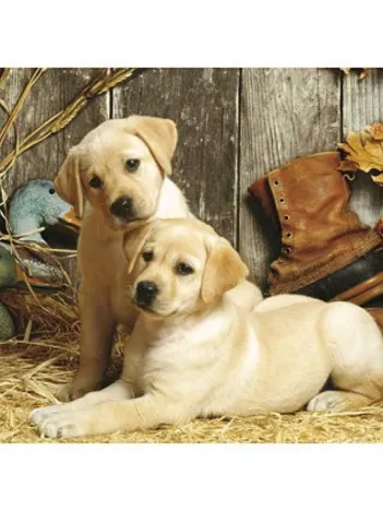 Produit Regards interrogateurs Image