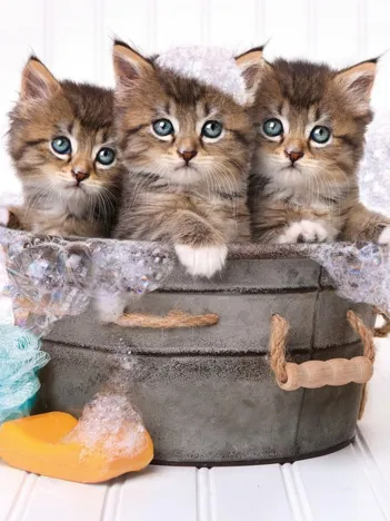 Produit Lovely Kittens Image