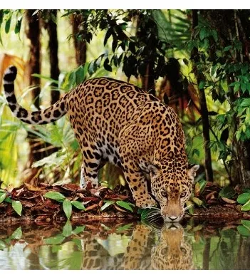 Produit Léopard Image