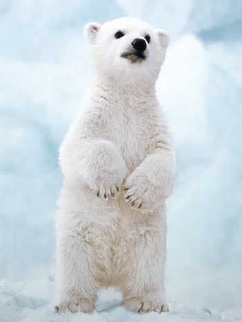 Produit WWF - Ourson Polaire Image