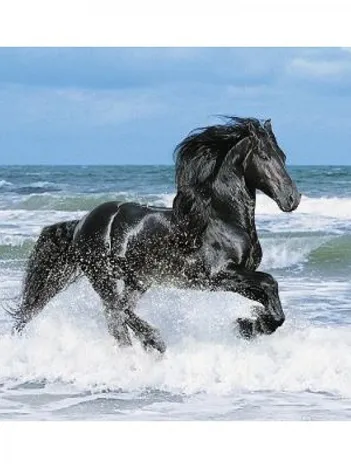 Produit Cheval noir Image