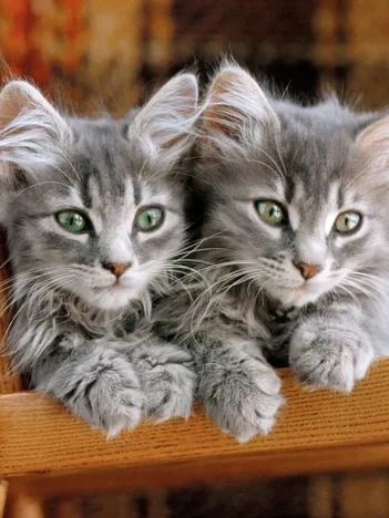 Produit Chatons Gris sur la Chaise Image