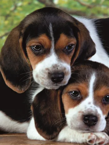 Produit Proches l'Un de l'Autre Image