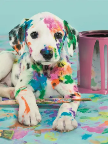 Produit Drôle de Dalmatien Image