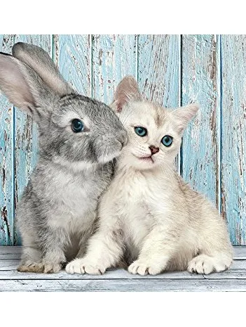 Produit Chat et Lapin Image