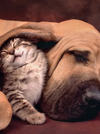 Produit Câlins Image