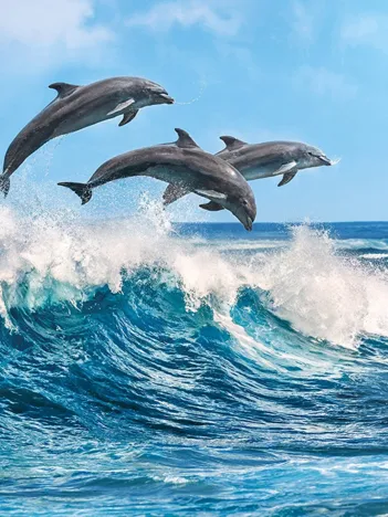 Produit Dauphins Image