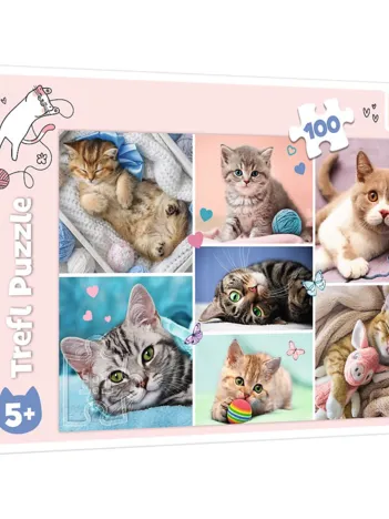 Produit Monde de Chats Image