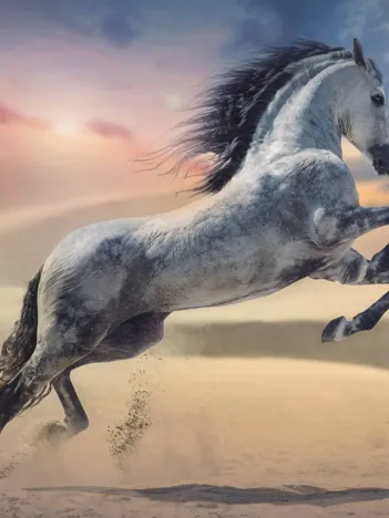 Produit Cheval Majestueux Image