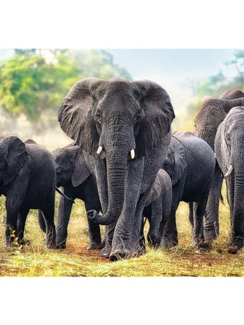 Produit Éléphants africains Image