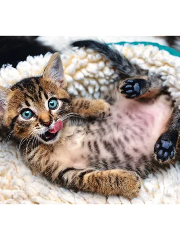 Produit Chaton Image