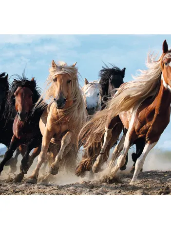 Produit Chevaux Image