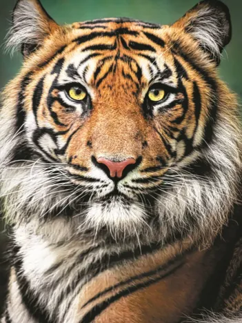 Produit Portrait D'Un Tigre Image