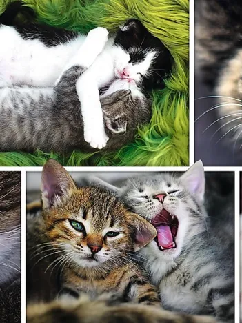 Produit Collage - Chats Image
