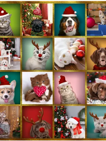 Produit Calendrier De L'Avent Animaux Image