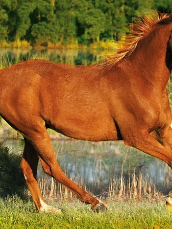 Produit Cheval au galop Image