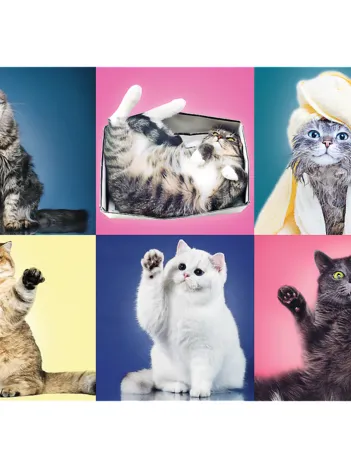 Produit Chatons Image