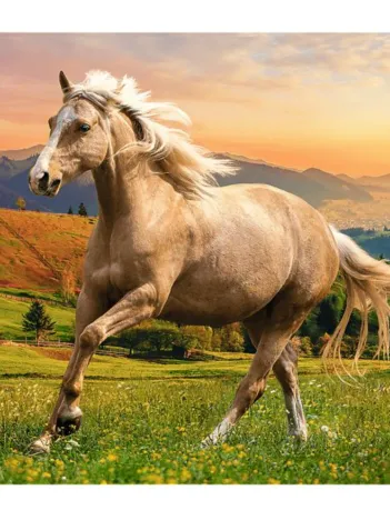 Produit Afternoon Gallop in the Sun Image