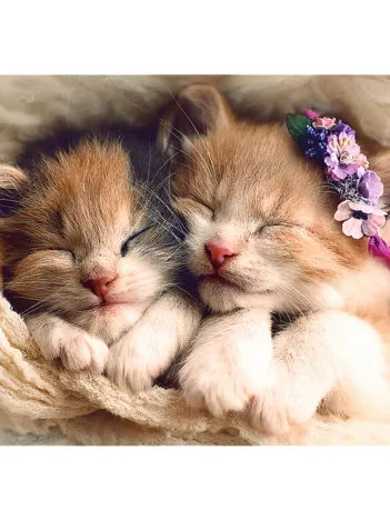 Produit Chatons Image