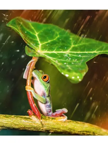 Produit Green Umbrella Image