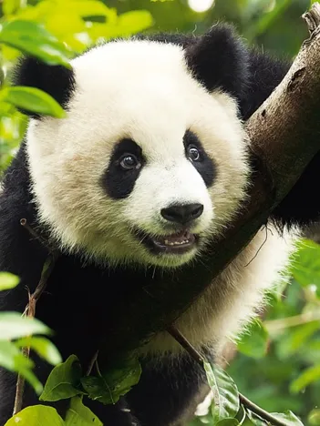 Produit Panda géant Image