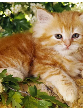 Produit Chaton roux dans les fleurs Image