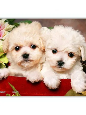 Produit Puzzle en Plastique - Chiots Image