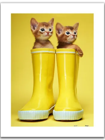 Produit Puzzle en Plastique - Abyssinian Kittens Image