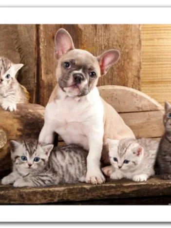 Produit Puzzle en Plastique - Little Kittens and A Dog Image